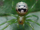 Araneus praesignus