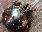 Araneus rotundulus