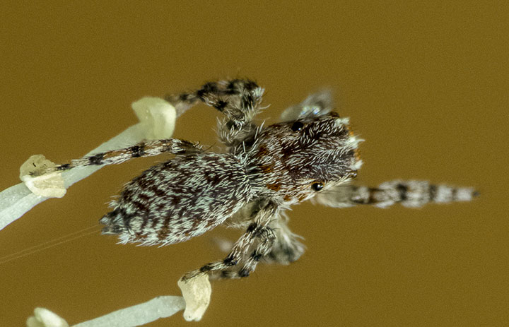 Abracadabrella sp. nov.