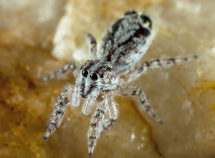 Abracadabrella birdsvillei