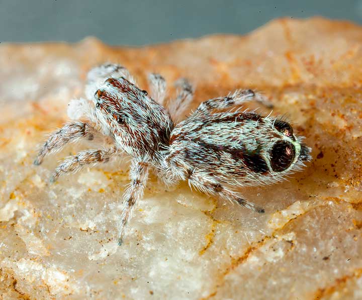 Abracadabrella birdsvillei