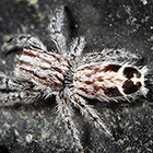 Abracadabrella elegans