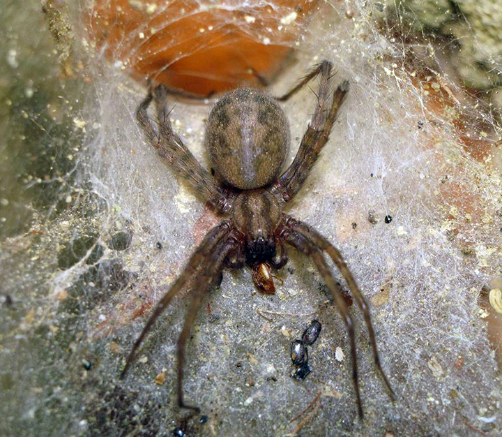 Tegenaria domestica