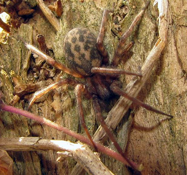 Tegenaria domestica