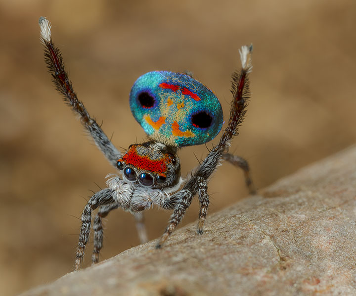 Salticidae Maratus amabilis