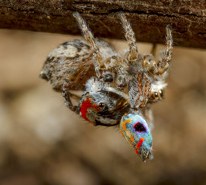 Salticidae Maratus amabilis