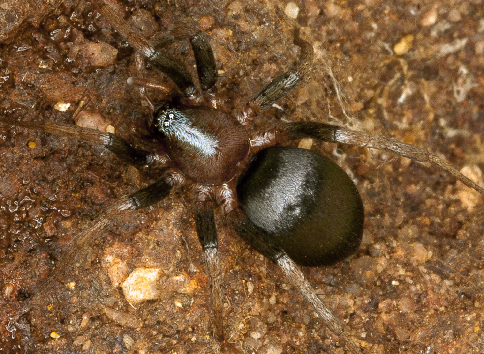 Ammoxenidae Austrammo 