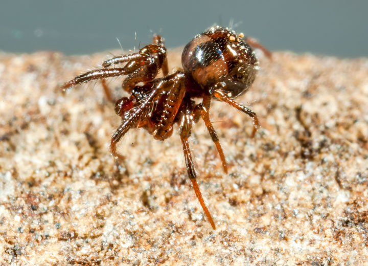Anapid. sp.