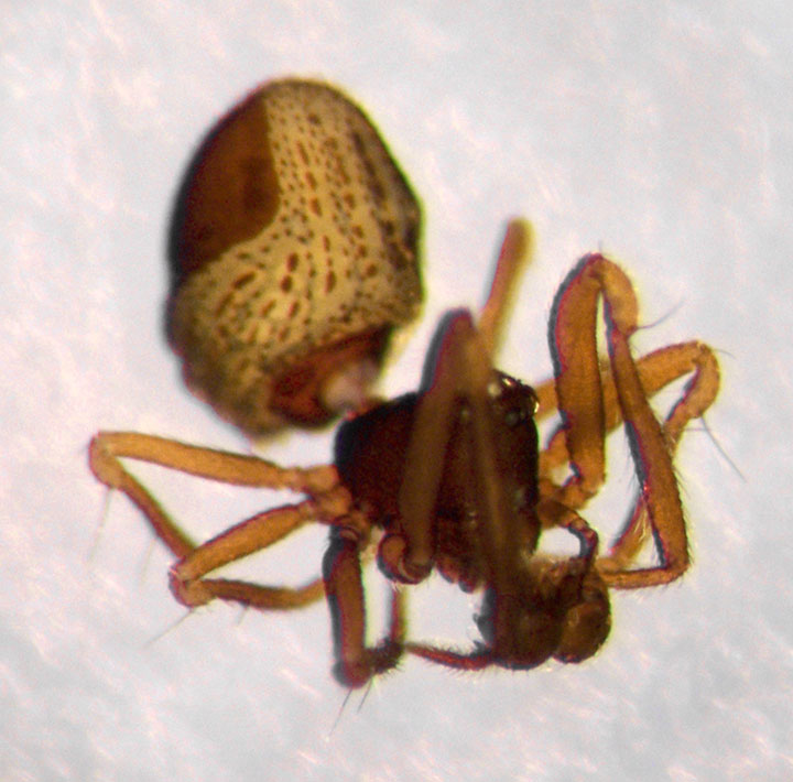 Anapid. sp.