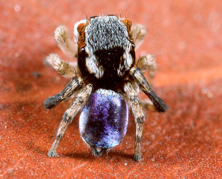 Salticidae Maratus anomalus