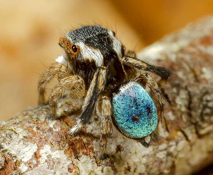 Salticidae Maratus anomalus