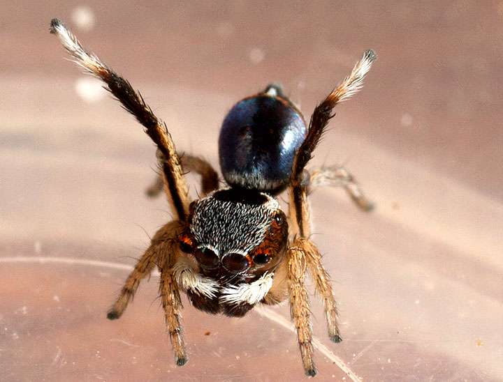 salticidae Maratus anomalus