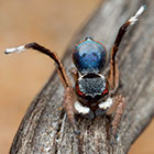 Salticidae Maratus anomalus