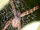 Argiope keyserling