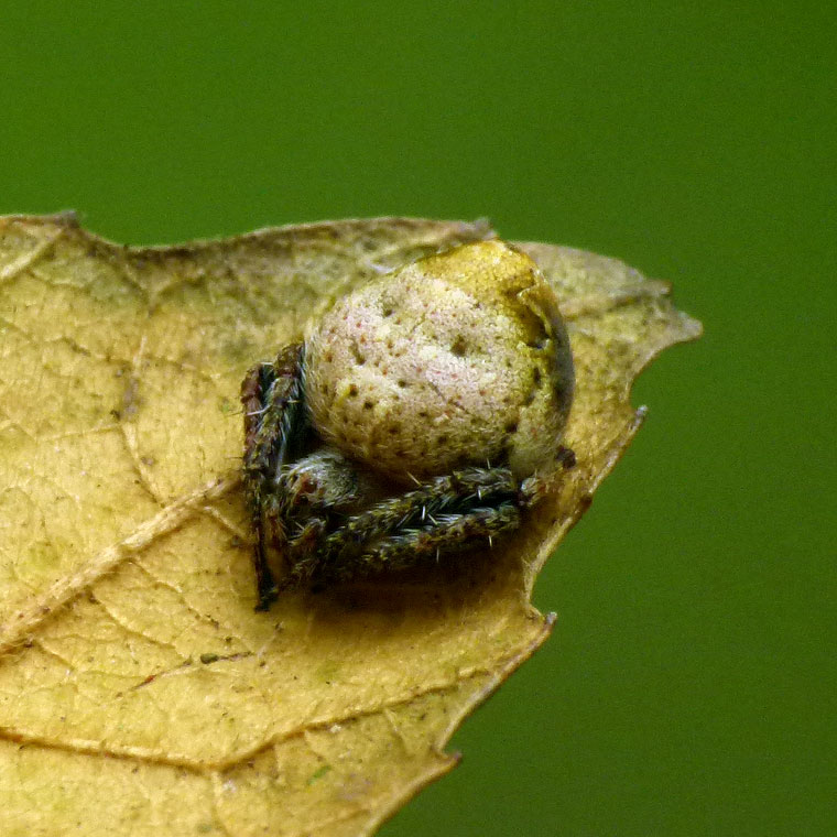 Araneus acuminatus