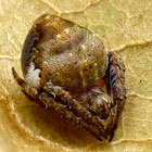 Araneus acuminatus