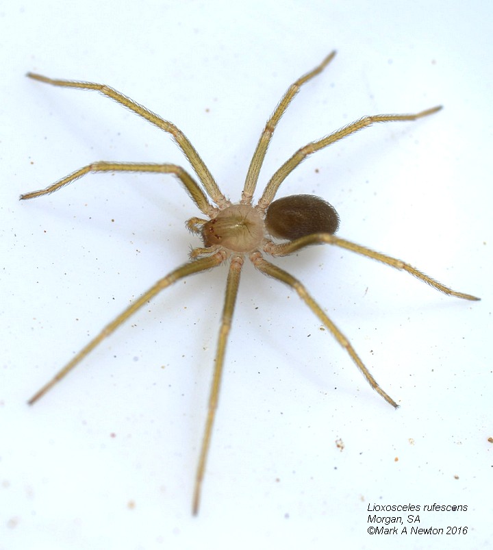  Lioxosceles rufescens Morgan, South Australia