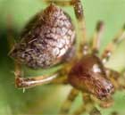 Araneus sp