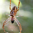 Araneus cyphoxis