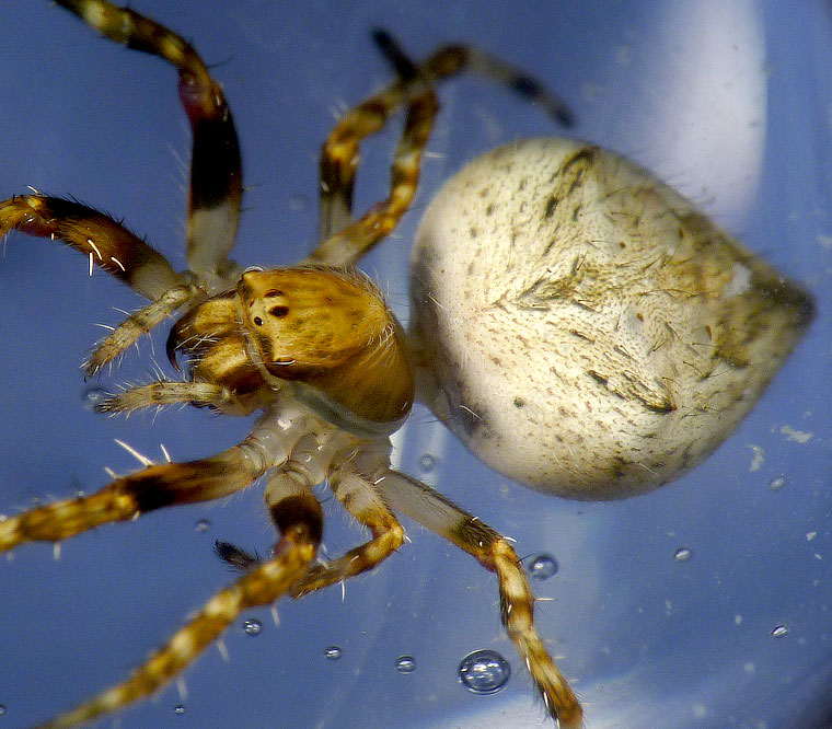 'Araneus' sp fuliginata group