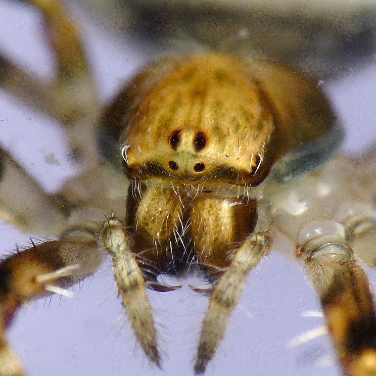 'Araneus' sp fuliginata group