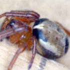 Araneus species