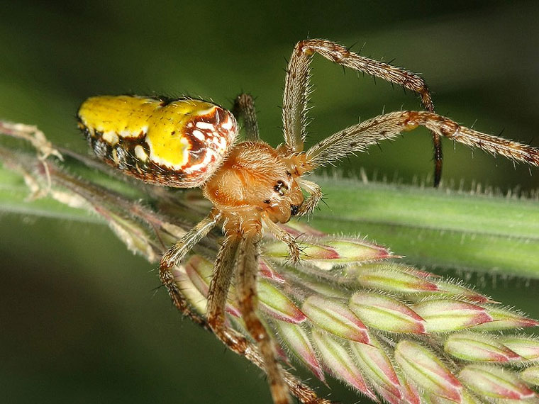 Araneus bradleyi