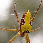 Araneus bradleyi