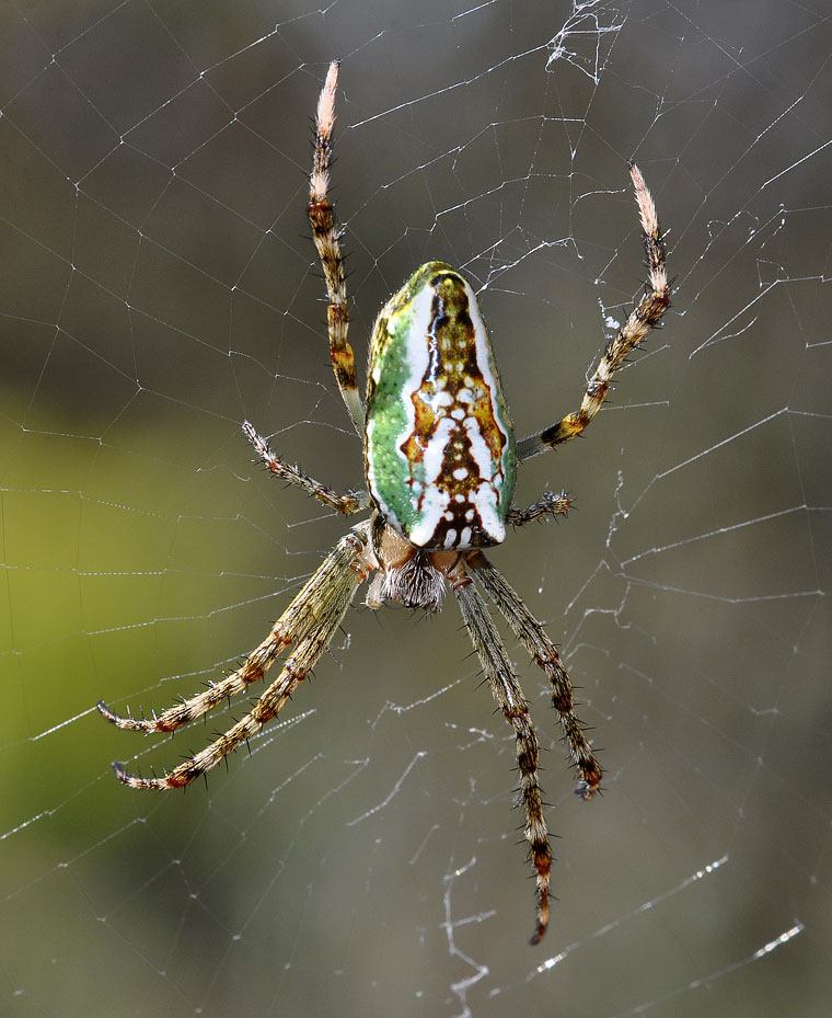 Araneus bradleyi