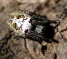 Araneus eburnus