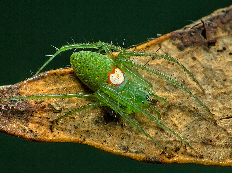 Araneus talipedatus