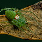 Araneus talipedatus