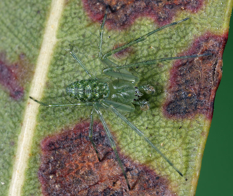 Araneus talipedatus