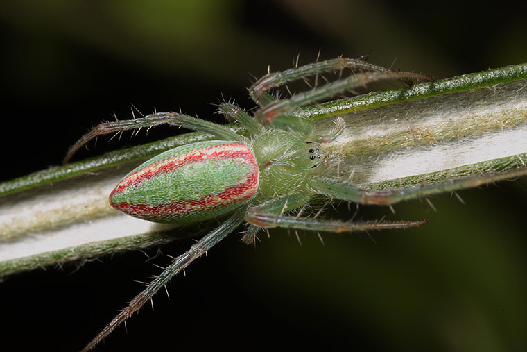 Araneus talipedatus