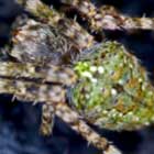 Araneus