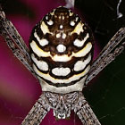 Argiope picta