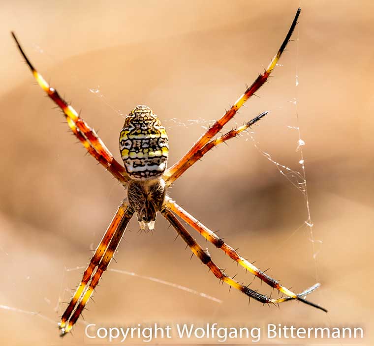 Argiope dietrichae