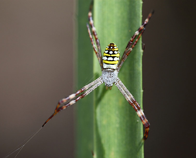 Argiope picta