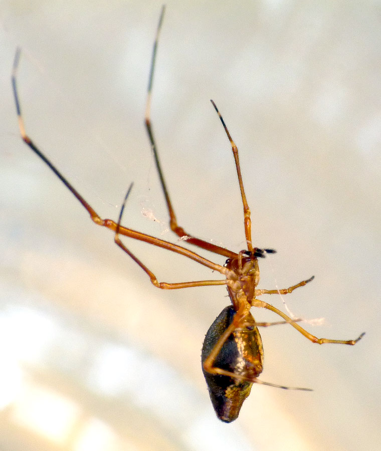 Argyrodes sp.