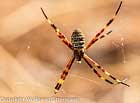 Argiope dietrichae