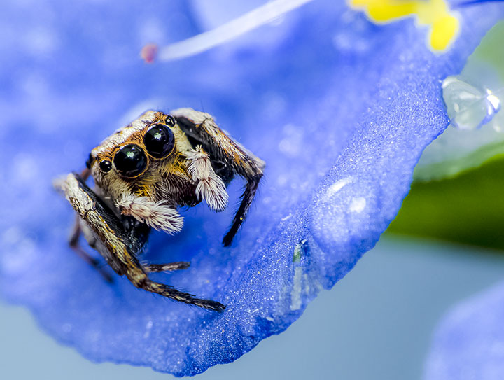 ananeon sp. off A. howardensis