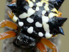 Austracantha minax