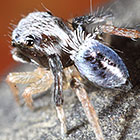 Maratus Bluey