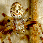 Araneus brisbanae