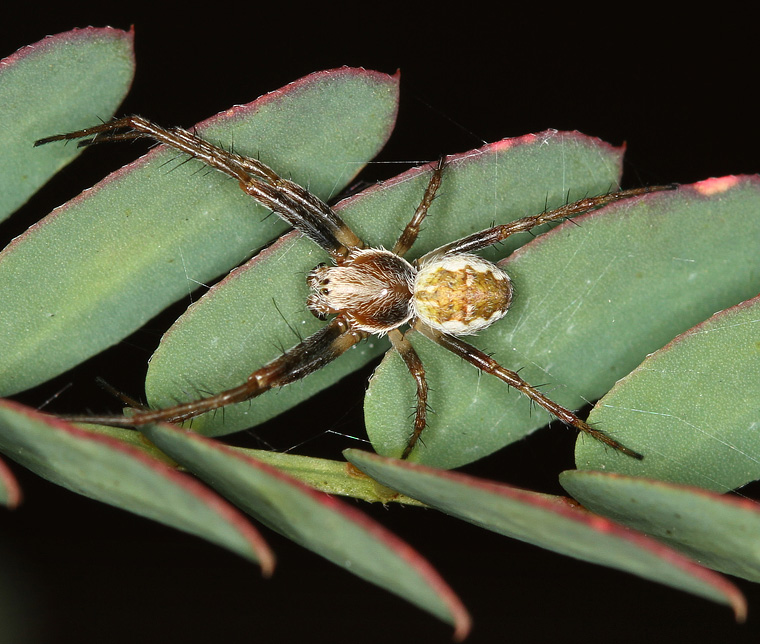 'Cyclosa' fuliginata