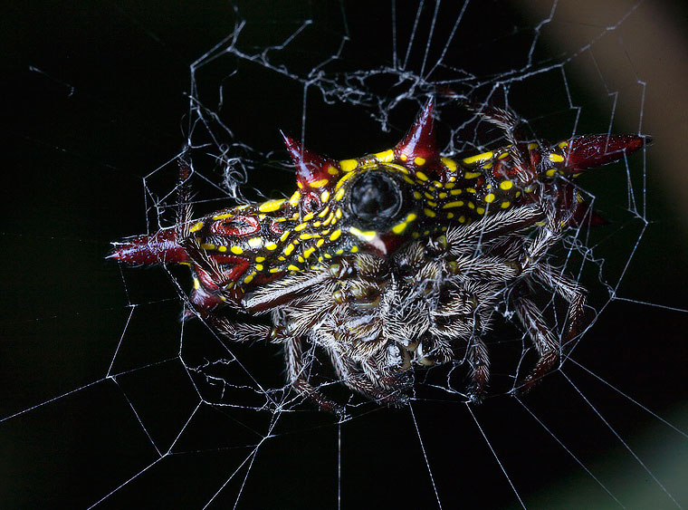 Gasteracantha westringi