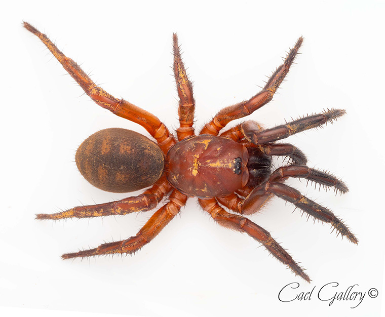 Strawberry Trapdoor Spider. Cataxia babindaensis, Topaz, FNQ. 40mm