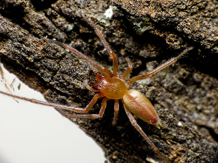 Cheiracanthium mordax