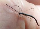 Argyrodes colubrinus