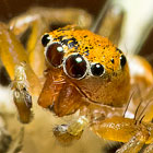 Cosmophasis lami Berry, Beatty & Prszyński, 1997 Lami Beach Cosmophasis